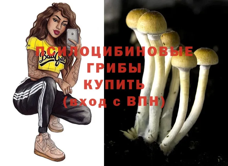 кракен зеркало  Анива  Псилоцибиновые грибы MAGIC MUSHROOMS 